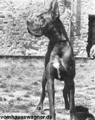 Gran Sultan Indios Dell�armida