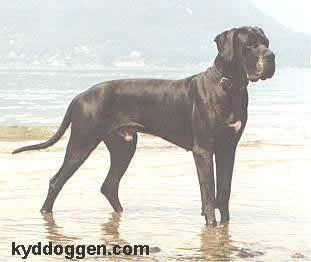 Kam�lott Canis Canum