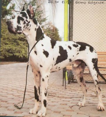 Ch El Cid Grand Elegance