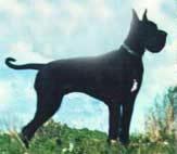 Ch Hot Stuff Des Terres De La Rairie