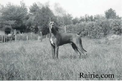 Ch Djumbo Du Pr� Des Chaumes