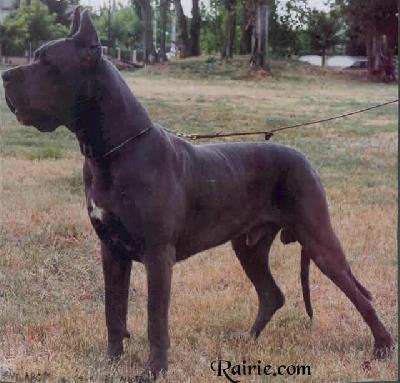 Ch Argos De Vega De Alcotanes