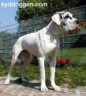 Anton Van Het Groot Banes