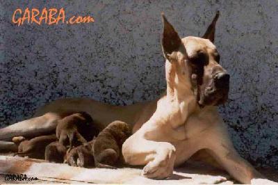 Go On Des Petites Vernieres