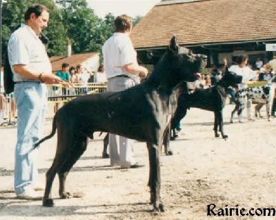 Ch Volpone Des Fauvelles
