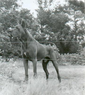 Dustin De La Chatellerie