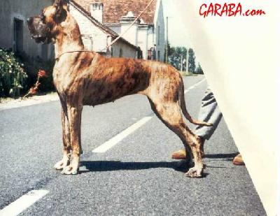 Garance De La Pierre Du Roy