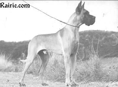 Ch Orloff Des Fauvelles