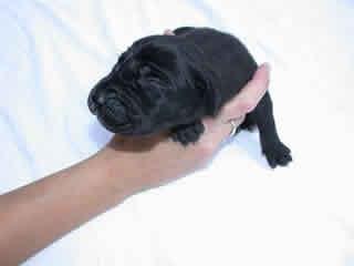 Aladin Vom Teuchelwald