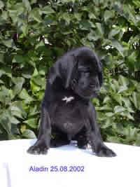 Aladin Vom Teuchelwald