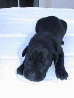 Amadeus Vom Teuchelwald