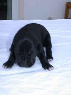 Amor Vom Teuchelwald