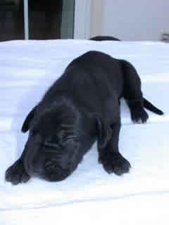 Antonio Vom Teuchelwald