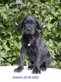 Antonio Vom Teuchelwald