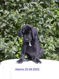 Asterix Vom Teuchelwald