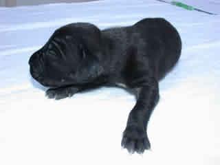 Anastasia Vom Teuchelwald