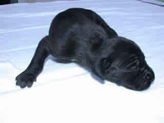 Angelina Vom Teuchelwald