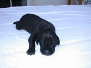 Antalia Vom Teuchelwald