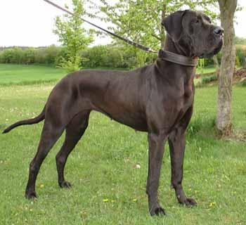 Antonjette Vom Teuchelwald