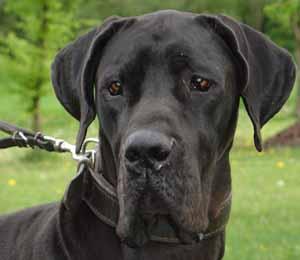 Antonjette Vom Teuchelwald