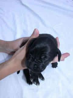 Arielle Vom Teuchelwald