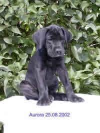 Aurora Vom Teuchelwald