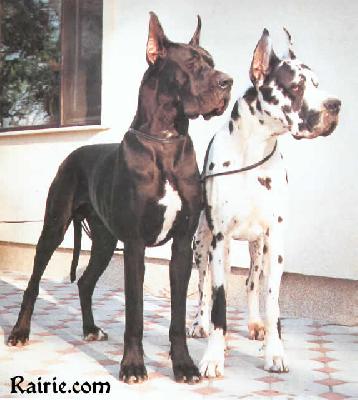 El Hassan Grand Elegance