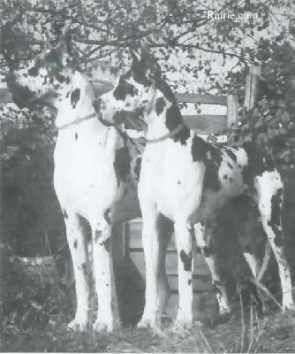 Dodini D�oro Libert�