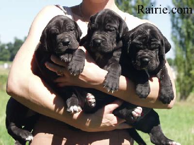 Tareek Des Terres De La Rairie