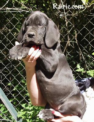 Truffiere Des Terres De La Rairie