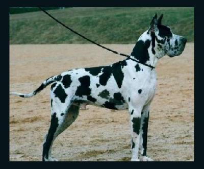 Pharamond D Iskandar