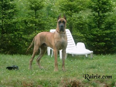 Tarkhan Des Terres De La Rairie