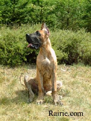 Tarkhan Des Terres De La Rairie