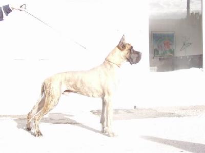 Tarkhan Des Terres De La Rairie