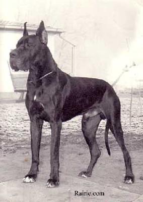 Ch Caruso Des Terres De La Rairie