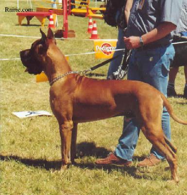 Ocelot Des Terres De La Rairie