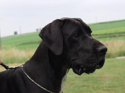 Toomai Des Terres De La Rairie