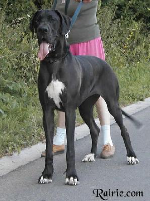 Tamya Des Terres De La Rairie