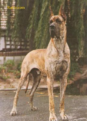 Anatoll Preussisch Blau