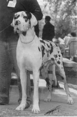 Up-jumbo Des Fiers Alans