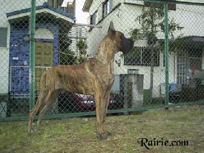 Tzorn Des Terres De La Rairie