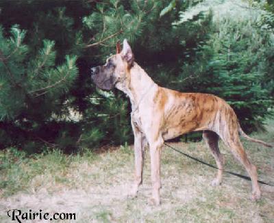 T �brutus Des Terres De La Rairie