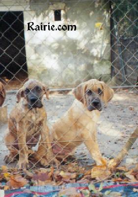 T �brutus Des Terres De La Rairie