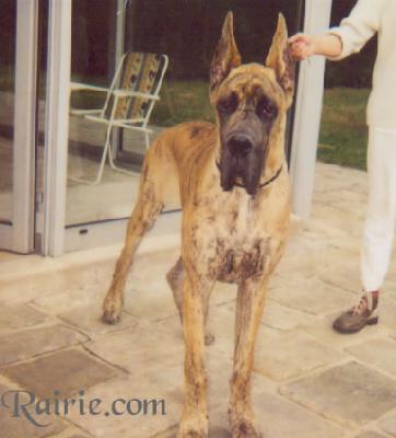 T �brutus Des Terres De La Rairie