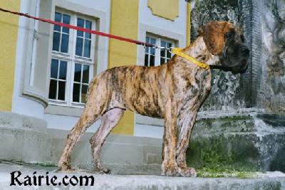 Tiffany Des Terres De La Rairie