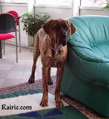 Tiffany Des Terres De La Rairie