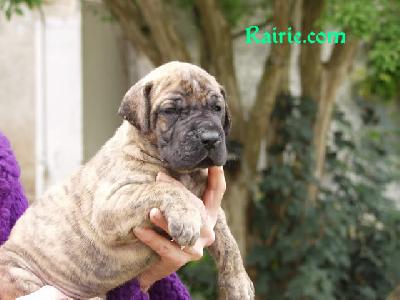 Tiffany Des Terres De La Rairie