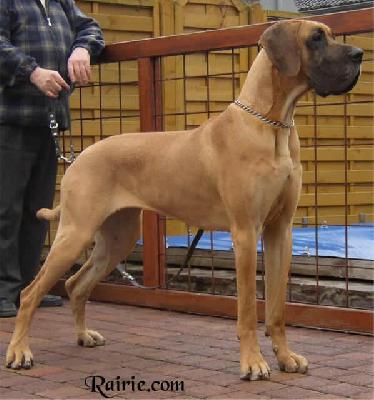 Ch Tarah Des Terres De La Rairie