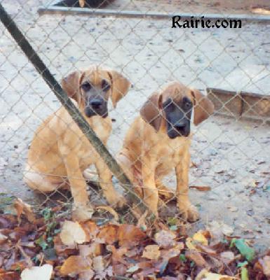 Ch Tarah Des Terres De La Rairie