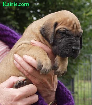 Ch Tarah Des Terres De La Rairie